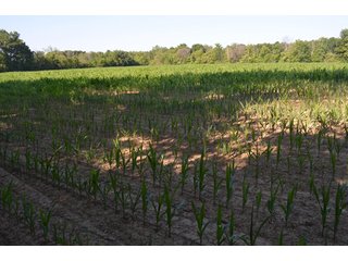 Property photo 17 - 64 Acre Farm Offered in 4 Tracts or in Combinations - Real Estate Auction